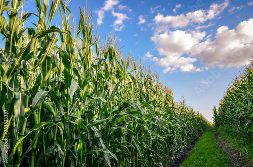 Carta da parati Close up of corn or maize field at sunset. Agricultural concept.