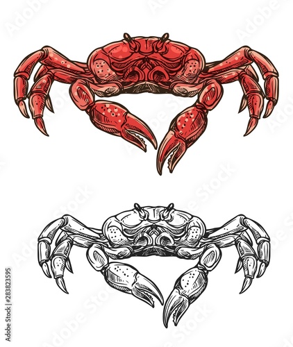 Seafood crab, marine crustacean sketch