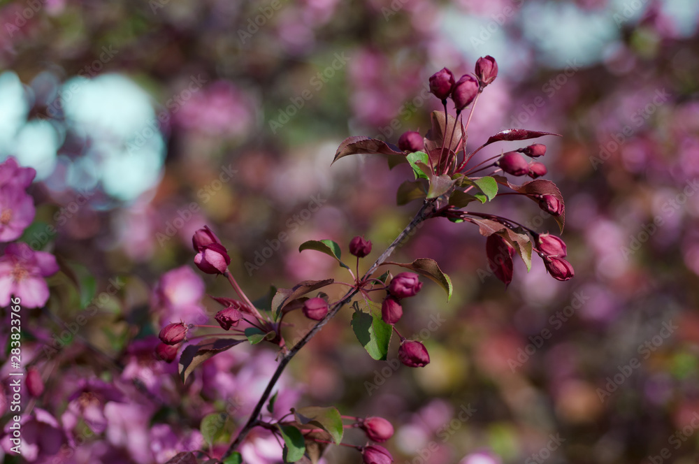 blooming cherry blooming cherry