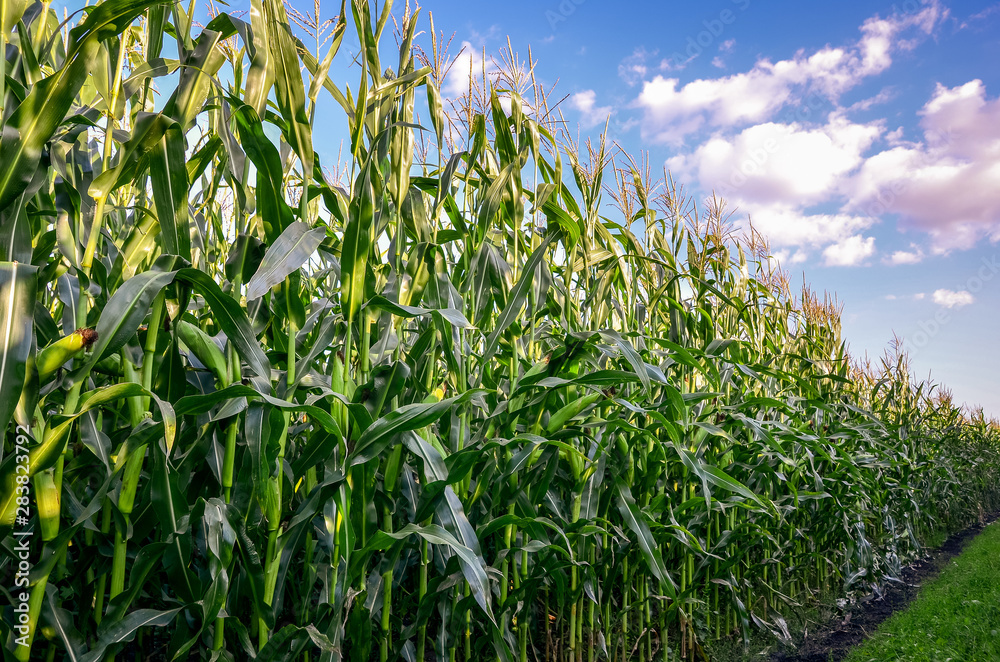 Edge of corn or maize field at sunset. Agricultural concept.