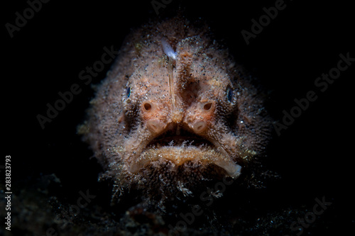 A Striated frogfish sits in the dark waiting to ambush prey in Lembeh Strait, Indonesia. This well-camouflaged fish is rarely seen because it blends into its surroundings so well. photo