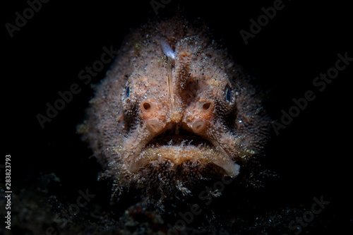 Cuadro en lienzo A Striated frogfish sits in the dark waiting to ambush prey in Lembeh Strait, Indonesia