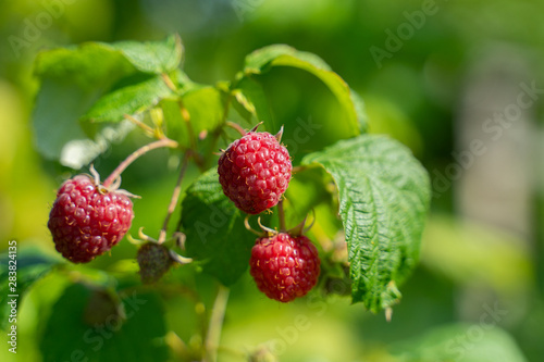 red berry on raspberry bushes growing. green branch of red raspberries in a fruit garden. organic farming. copy space.