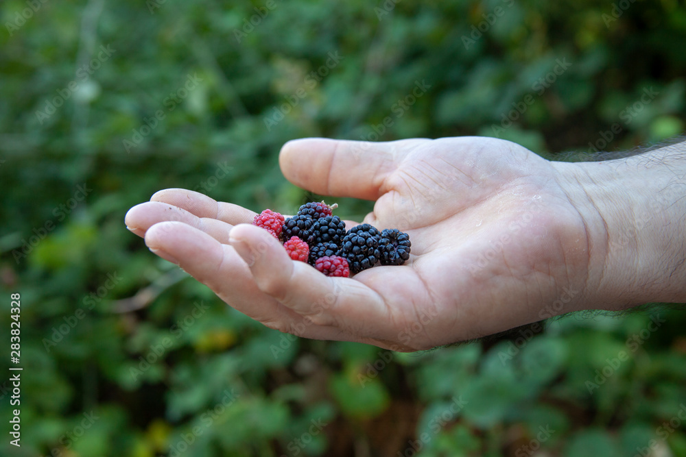 Fresh organic blackberries in the palm of hand Fresh organic blackberries in the palm of hand