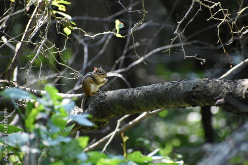 chipmunk on a tree