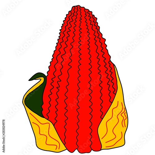Corn background