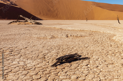 Dead Trees against against the red backdrop of the towering sand dunes of Namibia's Deadvlei photo