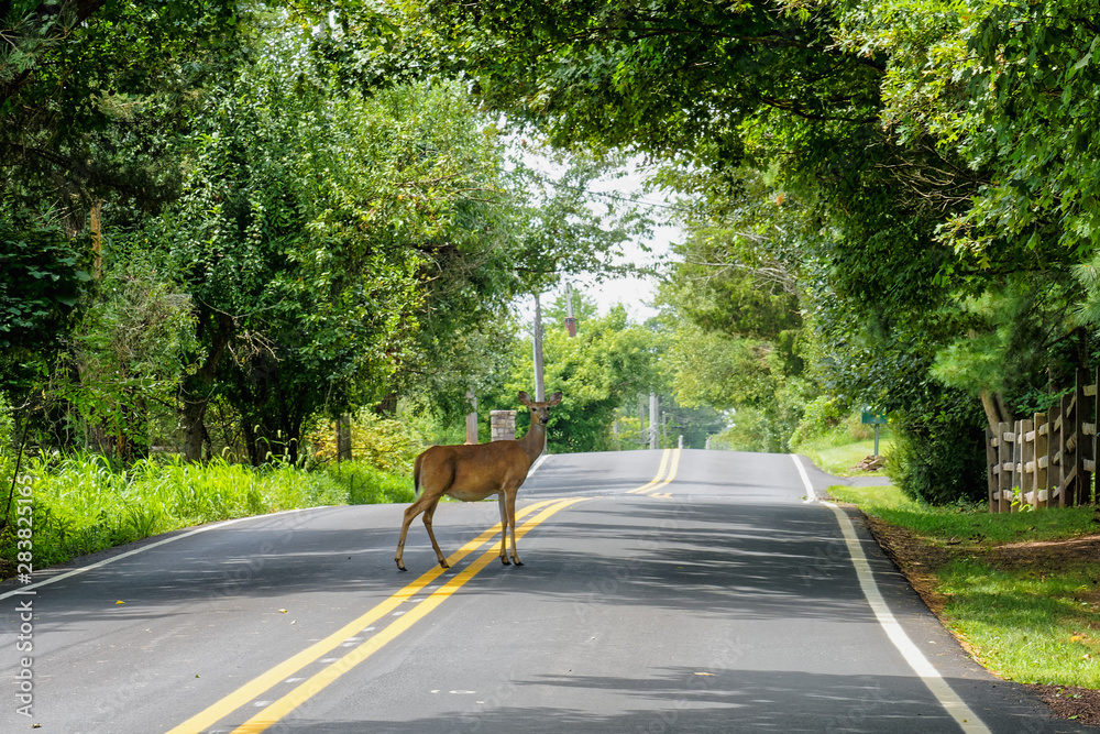 White tail deer (odocoileus virginianus) standing in the middle of a Pennsylvania road. Pennsylvania is one of the most likely states in the nation for a collision with a deer. White tail deer (odocoileus virginianus) standing in the middle of a Pennsylvania road. Pennsylvania is one of the most likely states in the nation for a collision with a deer.