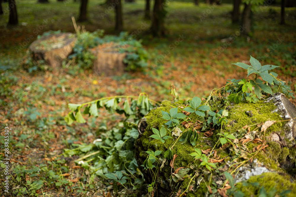 forest ordinary scenic view of fallen tree with leaves and moss foreground and unfocused blurred natural background forest ordinary scenic view of fallen tree with leaves and moss foreground and unfocused blurred natural background