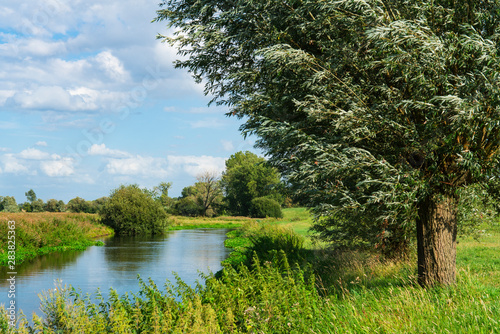 trees along river Niers in Niersdal. Gennep, The Netherlands