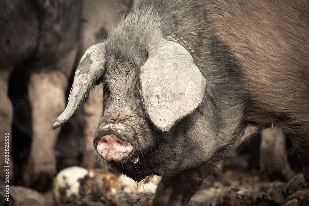 portrait of dirty cute pig eating with big ears covering his head, looking sad portrait of dirty cute pig eating with big ears covering his head, looking sad