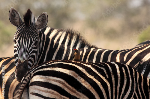 The plains zebra  Equus quagga  looking at red-billed oxpecker  Buphagus erythrorhynchus  sitting on the back of another zebra in african savanna