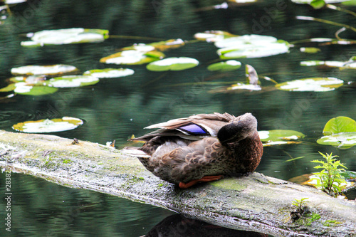 duck in pond © David