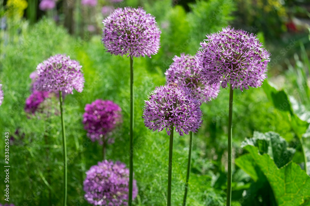 Obraz premium Zierlauch (Allium)