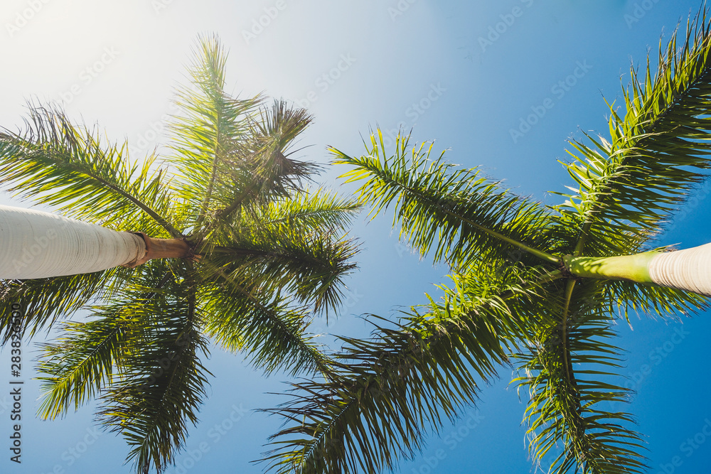 Ground view of palmtree in the blue sky clear background - tropical and summer holiday vacation concept with beautiful nature tree with green colors