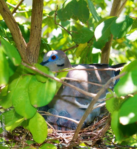 Doting white winged dove protects babies