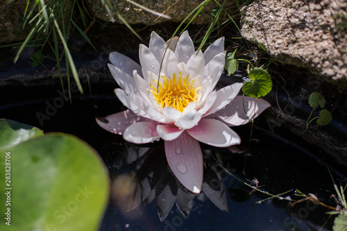 Water Lily  Lotus