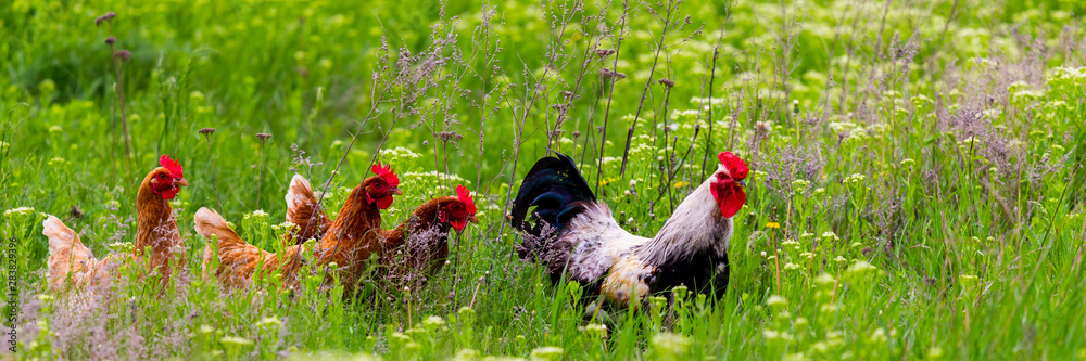 Rooster and hickens walking in green field