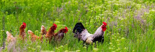 Obraz na płótnie Rooster and hickens walking in green field w salonie