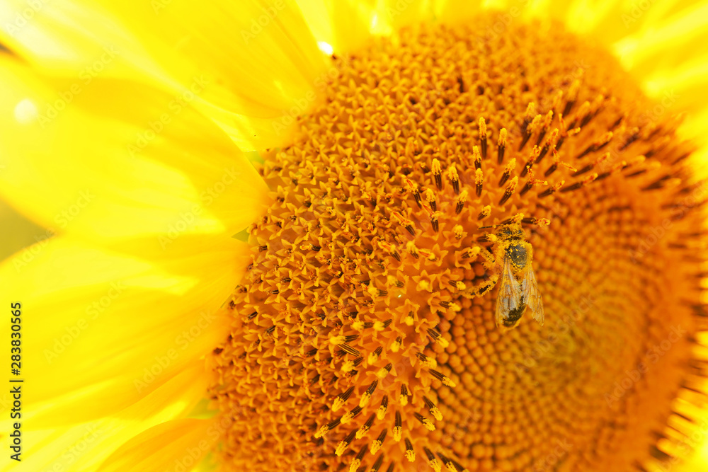 Bee on beautiful blooming sunflower, closeup view Bee on beautiful blooming sunflower, closeup view
