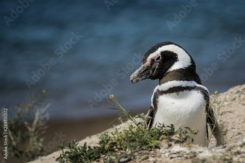 EL pingüino 