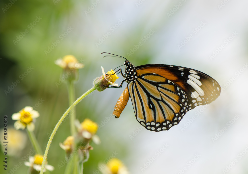 Common Tiger butterfly
