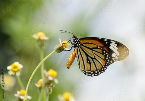 Common Tiger butterfly © tippapatt