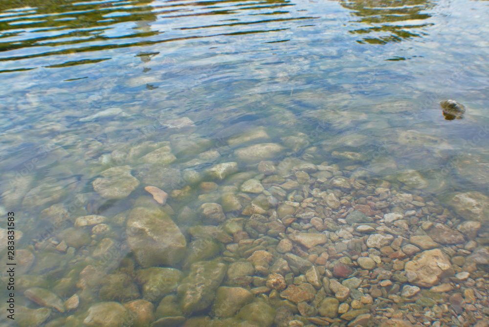 reflection of leaves in water