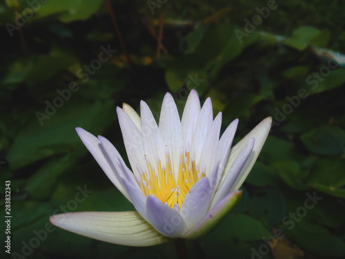 nymphaea