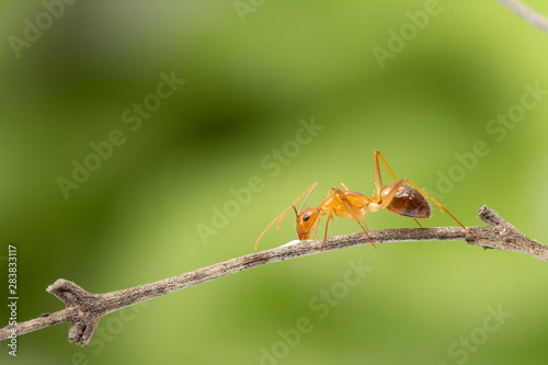 Ant action standing.Ant working on branch dry wood,macro photography for natural background