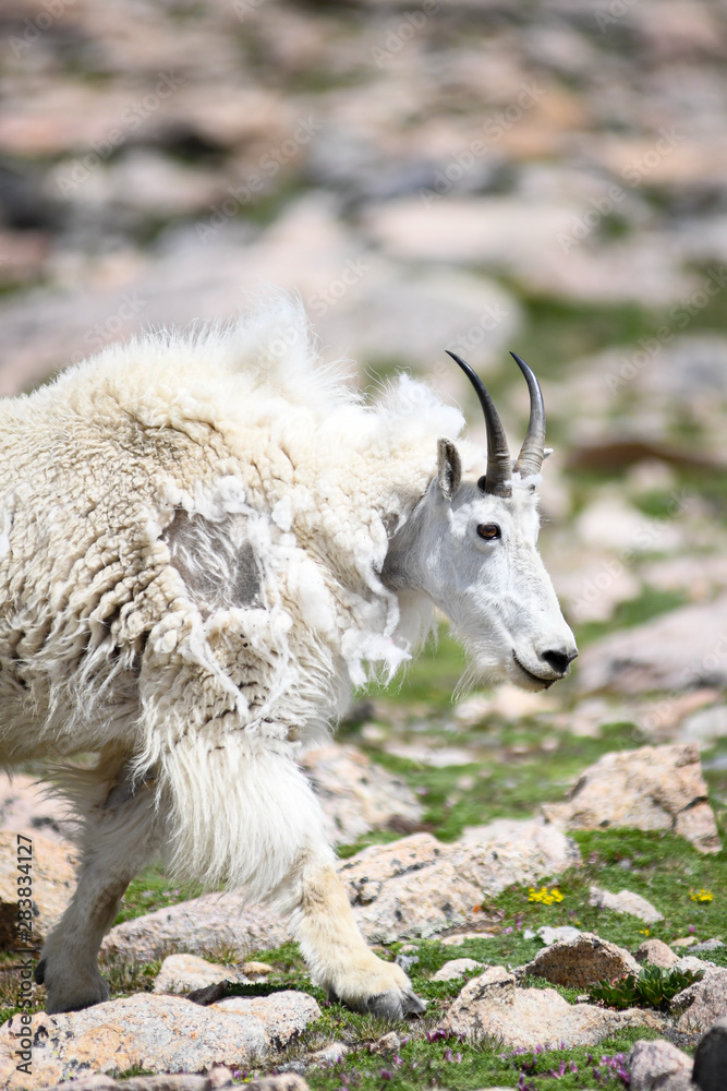 Rocky Mountain Goat Walking through Rocky Pasture