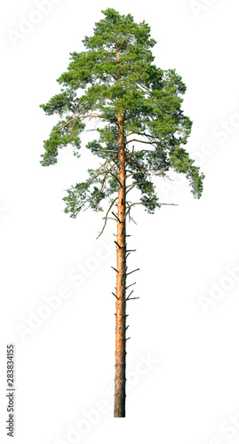 Tall pine tree isolated on a white background. photo