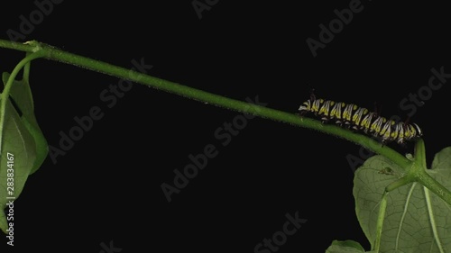 Queen butterfly caterpillar feeding on leaves 1336 5