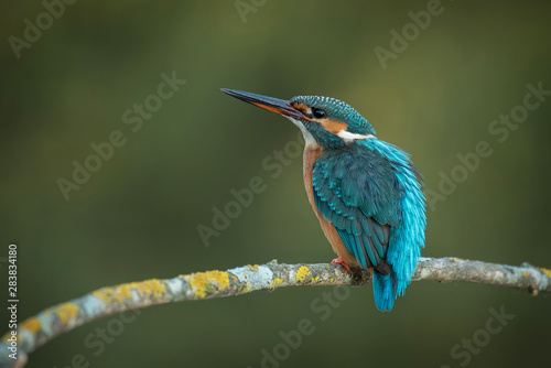 kingfisher, Alcedo atthis,kingfisher, ornithology, fishing, river, bird