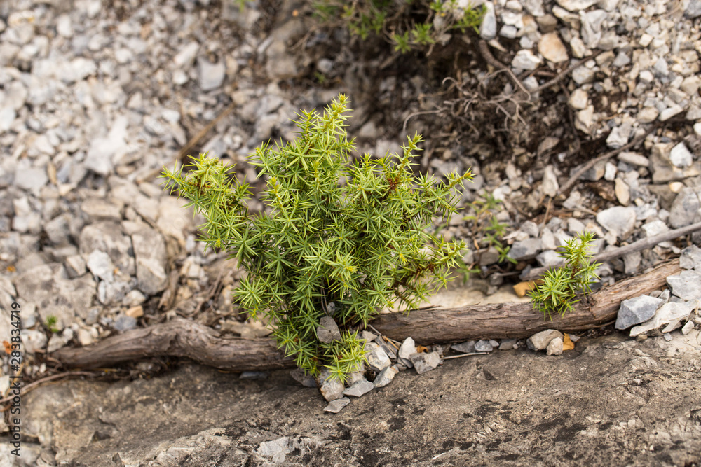 Juniperus communis, the common juniper, is a speciesconifer in the genus Juniperus, in the family Cupressaceae. Juniperus communis, the common juniper, is a speciesconifer in the genus Juniperus, in the family Cupressaceae.