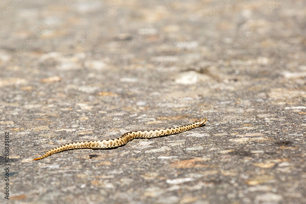 Vipera ammodytes ammodytes, nose horned viper Vipera ammodytes ammodytes, nose horned viper