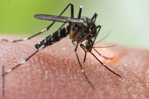 Aedes albopictus Mosquito. Super macro close up a Mosquito sucking human blood, © frank29052515