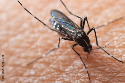 Aedes albopictus Mosquito. Super macro close up a Mosquito sucking human blood,