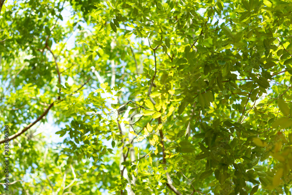 natural green background with selective focus