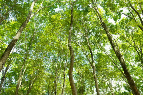 natural green background with selective focus