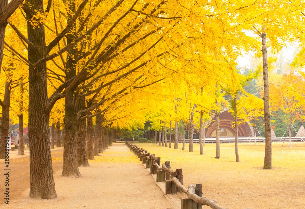 Ταπετσαρία Autumn in Nami island South Korea