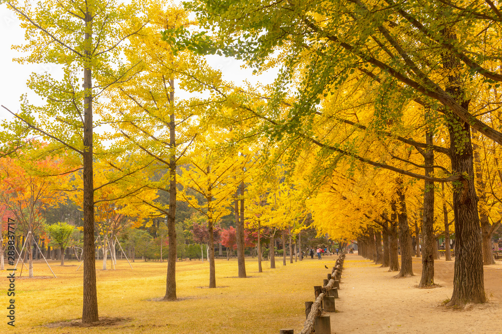 Fototapeta premium Autumn in Nami island South Korea