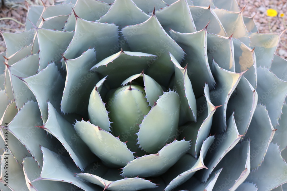 Obraz premium flower of cactus