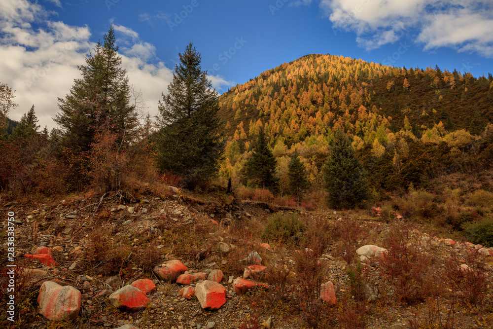 Φωτογραφία Fall Autumn Colors, Trees, Colorful Yellow Leaves, Golden and Red Leaves, Colorful Forest