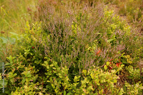 heather pink blooms in green meadows among blueberries and lingonberries