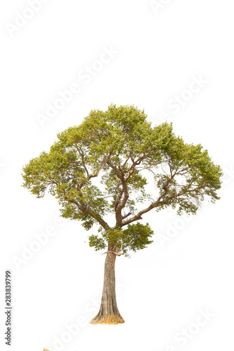 Collection of isolated tree on white background
