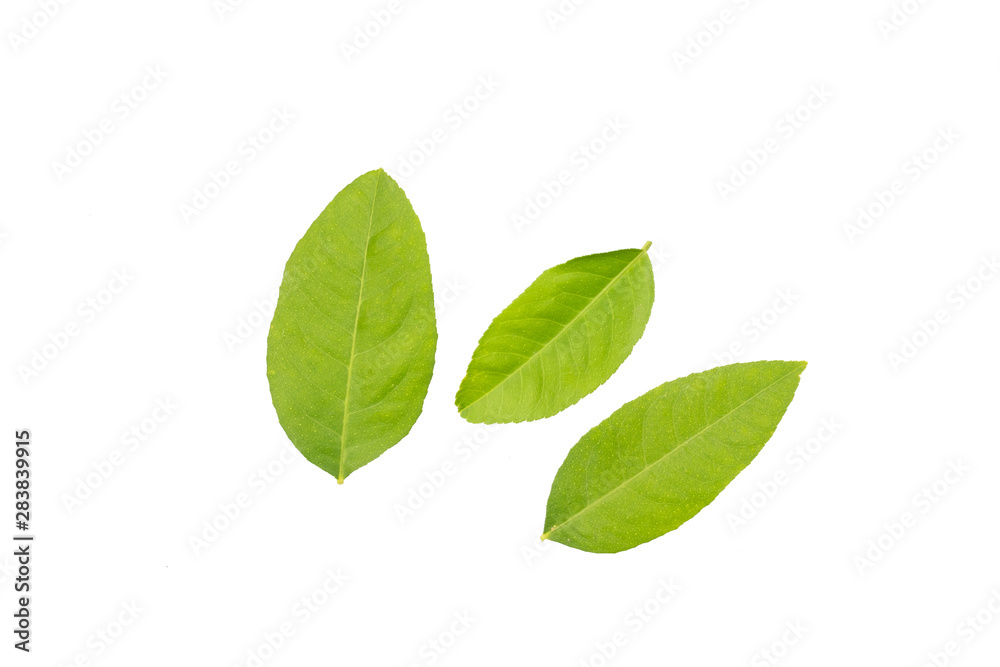 Lemon leaf isolated on white background Lemon leaf isolated on white background