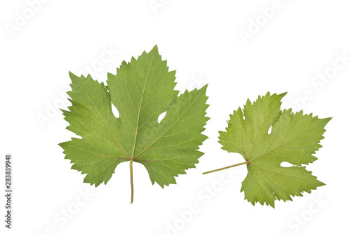 reen grape leaves isolated on white background