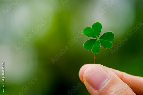 Green clover leaf isolated on white background. with three-leaved shamrocks. St. Patrick's day holiday symbol. © suriyapong