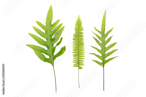 Phymatosorus scolopendria commonly called monarch fern isolated on white background. photo